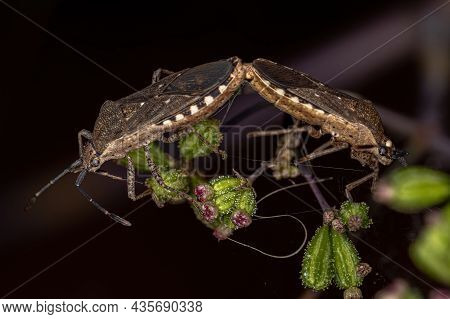 Adult Leaf-footed Bugs Of The Species Catorhintha Guttula Coupling