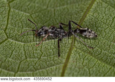 Adult Red Twig Ant Of The Genus Pseudomyrmex