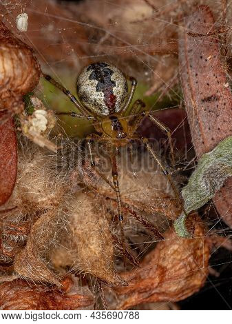 Adult Female Cobweb Spider Of The Family Theridiidae