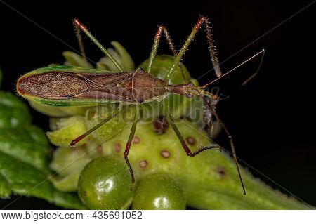 Adult Assassin Bug Of The Tribe Harpactorini Preying On A Fly