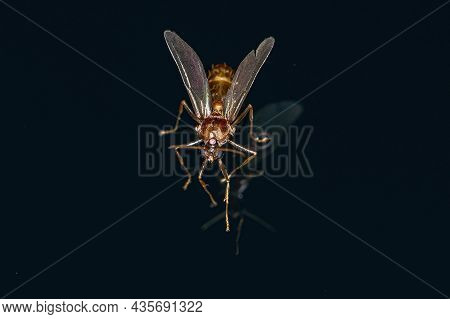 Adult Male Winged Ant Of The Subfamily Myrmicinae