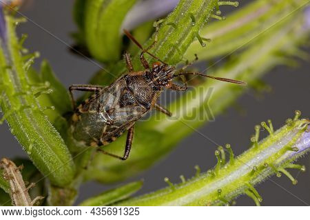 Adult Scentless Plant Bug Of The Subfamily Rhopalinae