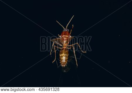 Adult Male Winged Ant Of The Subfamily Myrmicinae