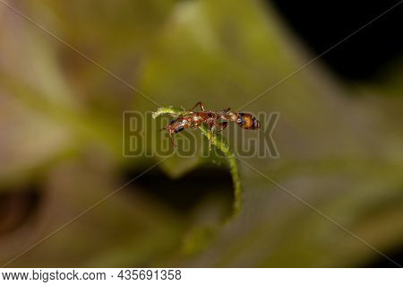 Adult Red Twig Ant