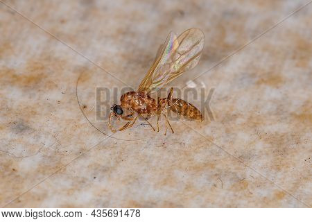Dead Adult Male Winged Ant Of The Subfamily Myrmicinae