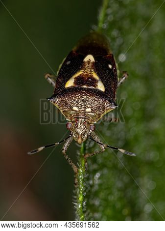 Adult Stink Bug Of The Species Mormidea Ypsilon