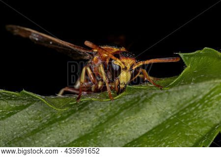 Adult Potter Wasp Of The Subfamily Eumeninae