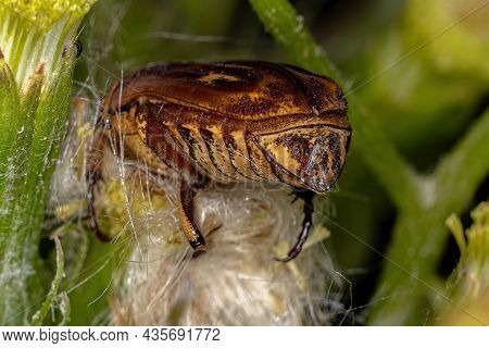 Adult Flower Scarab Of The Tribe Gymnetini
