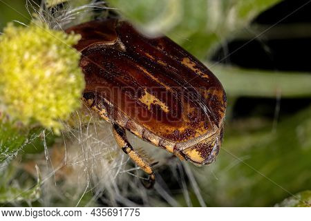 Adult Flower Scarab Of The Tribe Gymnetini