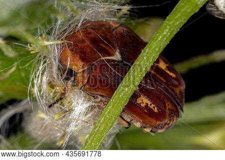 Adult Flower Scarab Of The Tribe Gymnetini