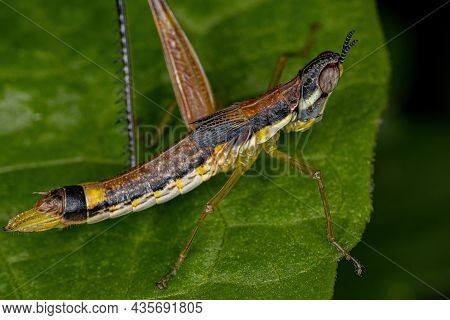 Female Monkey Grasshopper Nymph Of The Species Temnomastax Hamus
