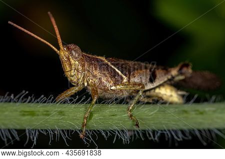 Adult Short-horned Grasshopper Of The Family Acrididae