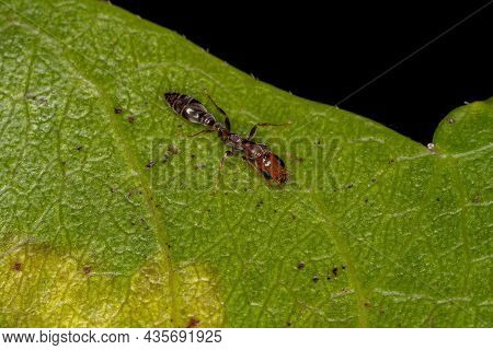 Adult Female Twig Ant Of The Genus Pseudomyrmex
