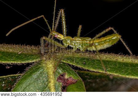 Assassin Bug Nymph