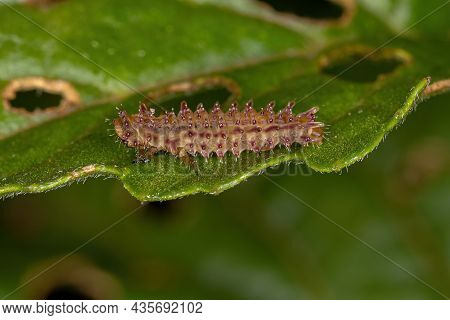 Flea Beetle Larva Of The Tribe Alticini