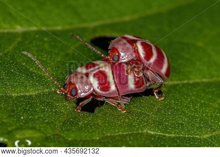 Adult Flea Beetles Of The Tribe Alticini Coupling
