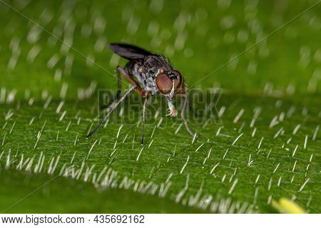 Adult Long-legged Fly Of The Family Dolichopodidae
