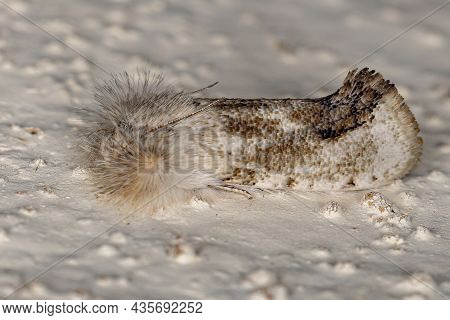 Small Adult Moth Of The Order Lepidoptera