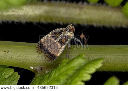 Adult Small Planthopper Of The Family Cixiidae