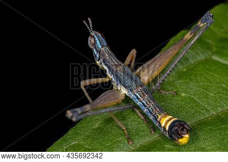 Male Monkey Grasshopper Nymph Of The Species Temnomastax Hamus