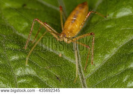 Assassin Bug Nymph