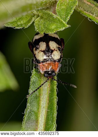 Adult Flea Beetle