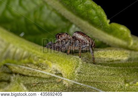 Small Jumping Spider Of The Subtribe Dendryphantina