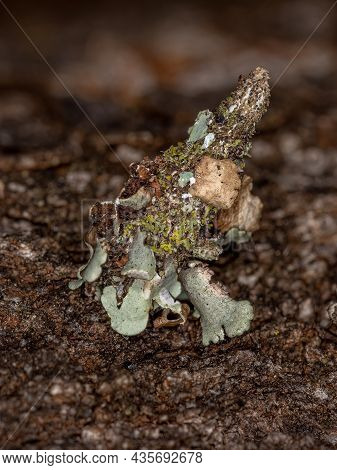 Small Bagworm Moth Of The Family Psychidae