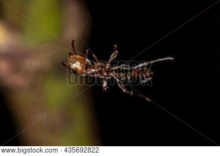 Adult Female Twig Ant