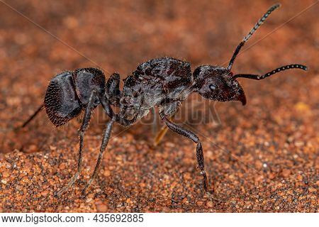 Adult Female Ectatommine Queen Ant