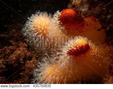 A Closeup Picture Of A Feeding Soft Coral Dead Mans Fingers Or Alcyonium Digitatum. Picture From The