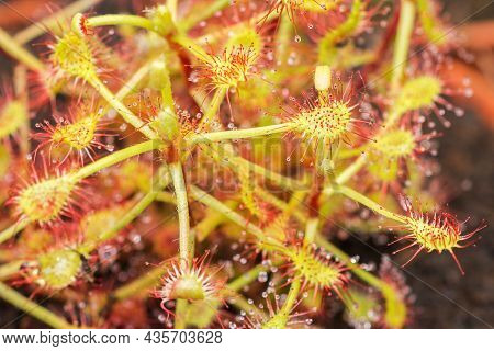 Spoon-leaf Sundew (drosera Intermedia Variety Carnivorous Plant) With A Rosette Of Flypaper Traps Th