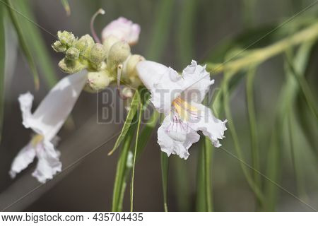 White Raceme Inflorescence Of Desert Willow, Chilopsis Linearis, Boraginaceae, Native In Big Morongo