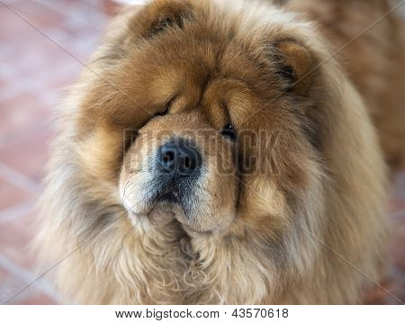 Retrato de Chow Chow