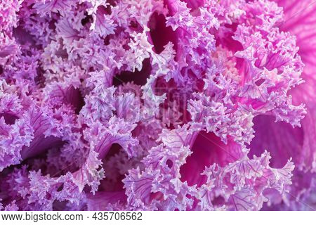 Closeup Of A Purple-pink Rosette Of Ornamental Kale Or Cabbage (brassica Oleracea Or Acephala). Natu