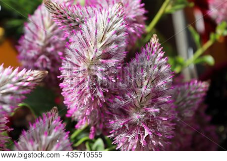 Closeup Of The Petals On A Joey Plant