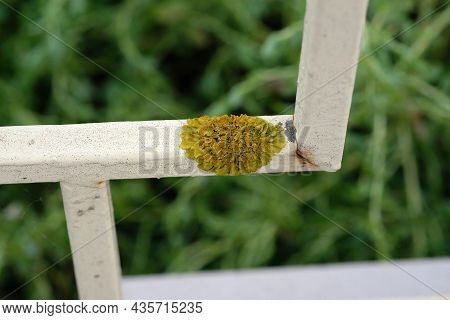Fungus On A Metal Fence In The Yard. Schimmelpilz On An Iron Surface. Fight Mold On Smooth Surfaces.