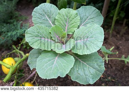 Collard Greens Outdoors. Green Cabbage Leaves For Salad. Growing Cabbage For Salads.