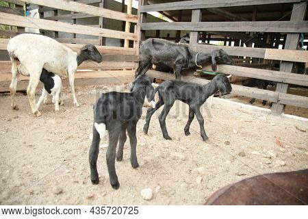 Conde, Bahia, Brazil - October 6, 2021: Raising Sheep On A Farm In The Countryside Of The Town Of Co