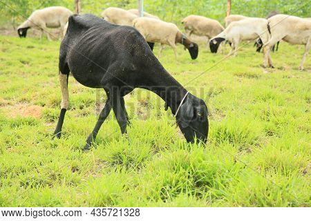 Sheep Breeding In Bahia