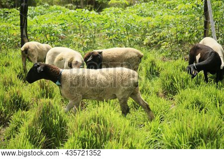 Sheep Breeding In Bahia