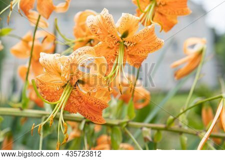 Tiger Lily (lilium Henryi) Flowers