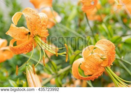 Tiger Lily (lilium Henryi) Flowers