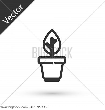 Grey Line Plant In Pot Icon Isolated On White Background. Plant Growing In A Pot. Potted Plant Sign.