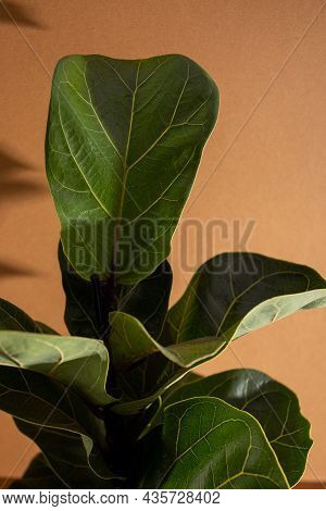 Green Leaves Of Fiddle Fig Or Ficus Lyrata. Fiddle-leaf Fig Tree The Popular Ornamental Tropical Hou