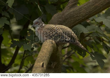 The Crested Pigeon (ocyphaps Lophotes) In Zoo.