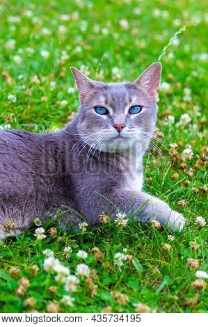 Gray Beautiful Cat With Bright Blue Eyes Lies On A Green Lag Close-up