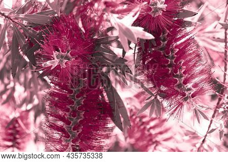 Red Magenta Tropical Background With A Flowers Of Callistemon Viminalis, Colorful Blooming Of Exotic