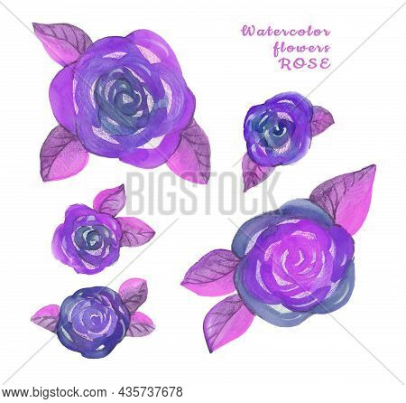 Watercolor Set Flower Hand-painted Violet And Purple Bud Rose On A White Background. Isolated Wildro