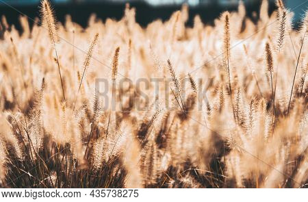 Wabi Sabi Dry Wheatgrass On Sunset Or Sunrise Background. Golden Tall Blooming Field Of Wildflowers 